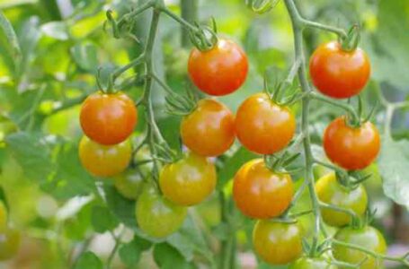 Favorite Crop Varieties: Orange Tomato, Snap Beans and Garden Pea Image